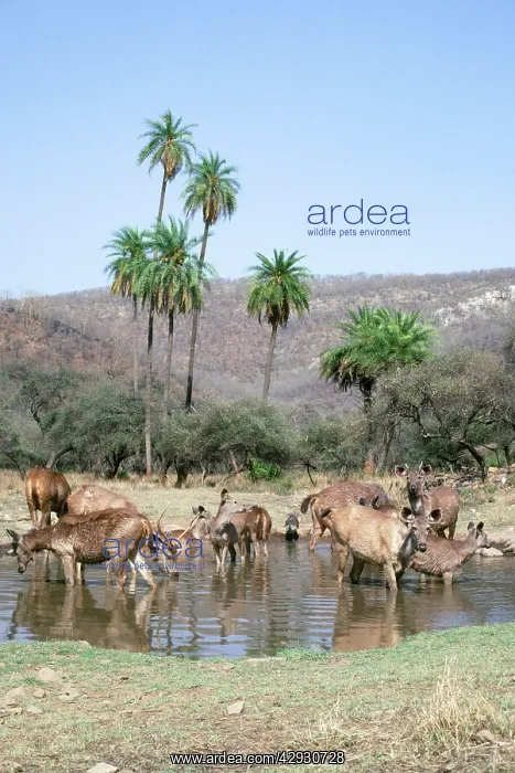 : Sambar Deer - at water hole : Sambar Deer - at water hole