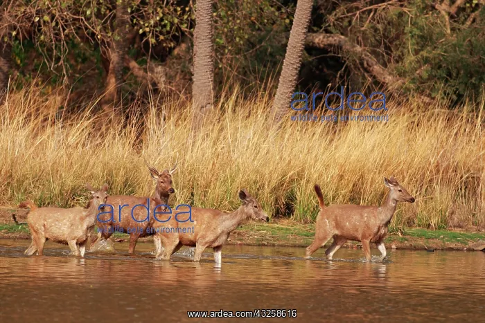 : Sambar Deers in the lake, Ranthambhor National : Sambar Deers in the lake, Ranthambhor National