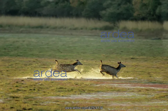 : Sambar Deers - running through water after alarm call : Sambar Deers - running through water after alarm call