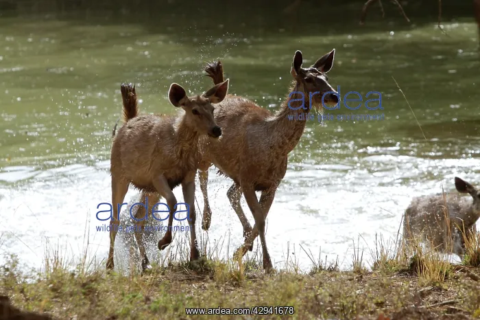 : Sambar disturbed from aquatic feeding : Sambar disturbed from aquatic feeding