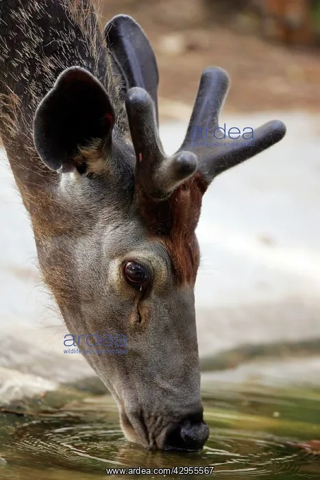 : Sambar - Drinking : Sambar - Drinking