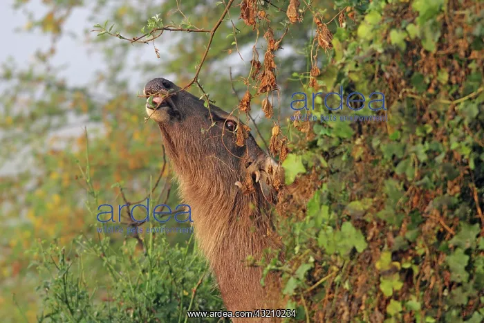 : Sambar feeding, Keoladeo National Park, India : Sambar feeding, Keoladeo National Park, India