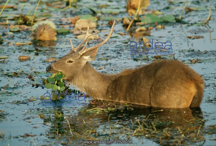 : SAMBAR - feeding on weeds in water : SAMBAR - feeding on weeds in water