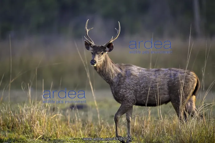 : Sambar or horse deer (Cervus unicolor) : Sambar or horse deer (Cervus unicolor)