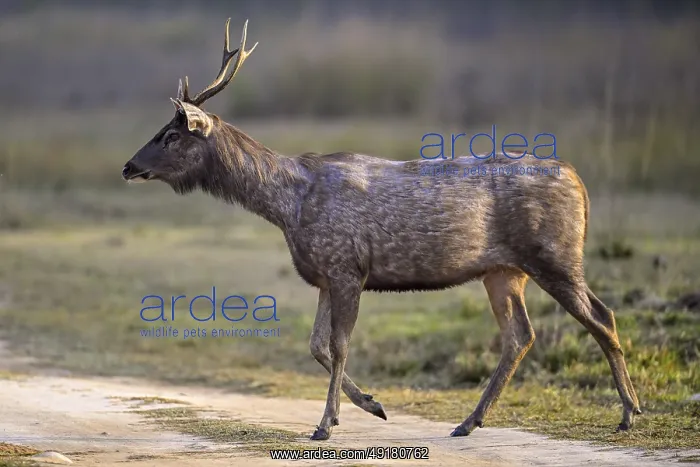 : Sambar or horse deer (Cervus unicolor) : Sambar or horse deer (Cervus unicolor)