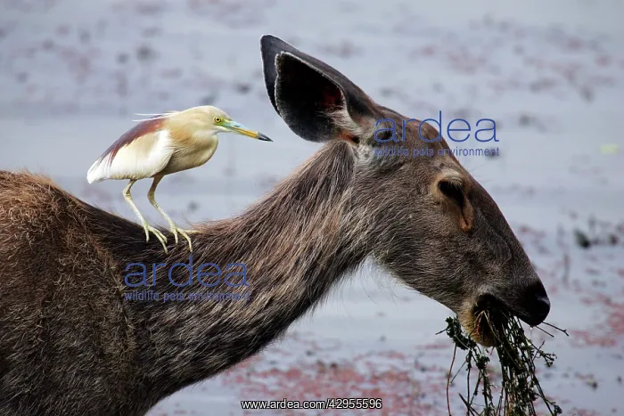 : Sambar with Indian Pond Heron (Ardeola grayii) sat on neck : Sambar with Indian Pond Heron (Ardeola grayii) sat on neck