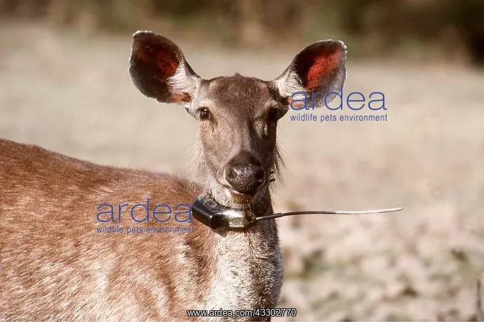 : SAMBAR - with radio collar transmitter : SAMBAR - with radio collar transmitter