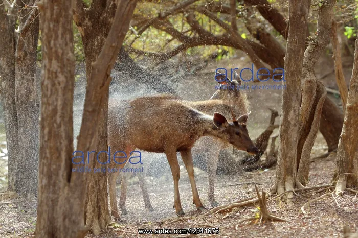 : Sambar - Shaking water off after emerging from : Sambar - Shaking water off after emerging from