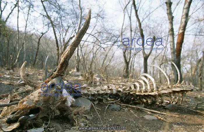 : SAMBAR skeleton - killed by bengal / Indian tiger : SAMBAR skeleton - killed by bengal / Indian tiger