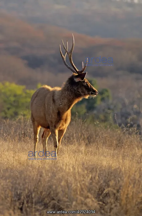 : Sambar Stag : Sambar Stag
