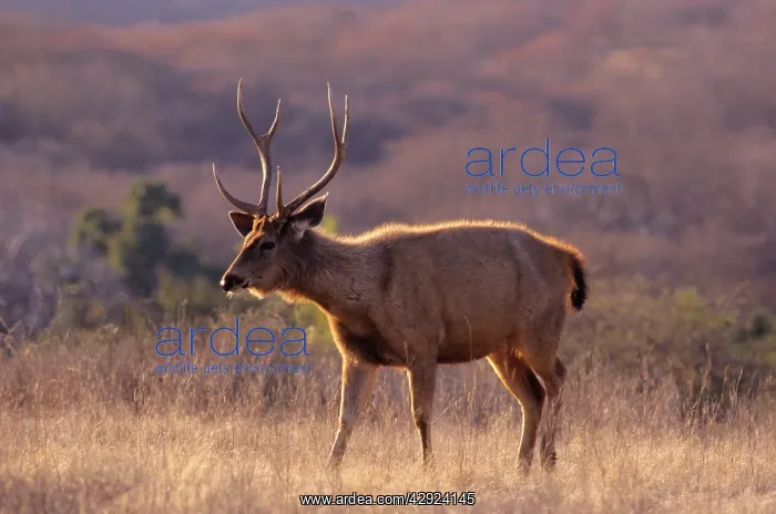 : Sambar Stag : Sambar Stag