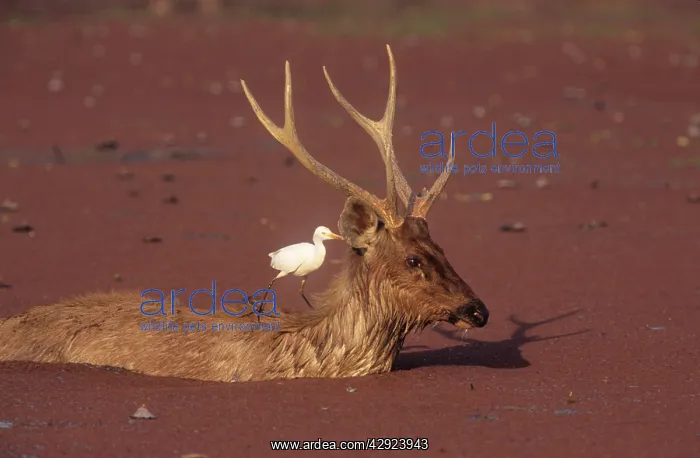 : Sambar Stag and Cattle egret (Bubulcus ibis) : Sambar Stag and Cattle egret (Bubulcus ibis)
