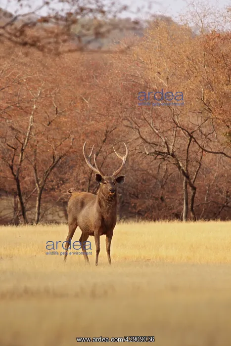 : Sambar Stag in the dry grassland : Sambar Stag in the dry grassland