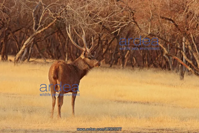  : Sambar Stag in the dry grassland