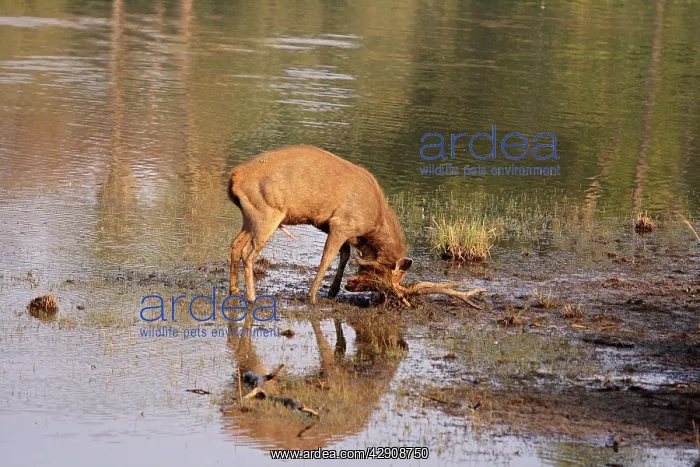 : Sambar Stag mud-wallowing : Sambar Stag mud-wallowing