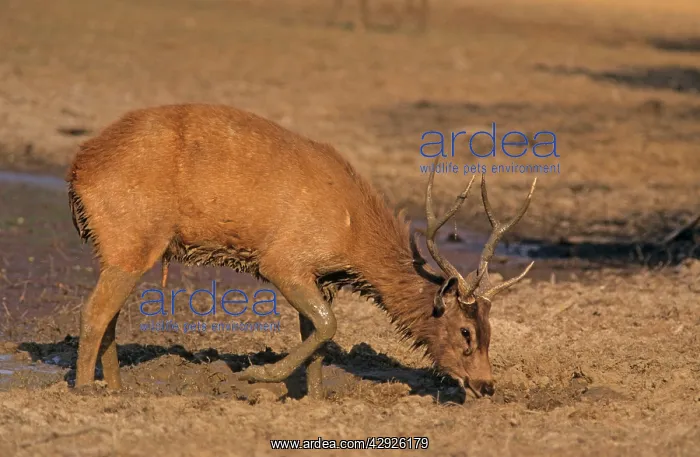 : Sambar Stag - Mud-wallowing : Sambar Stag - Mud-wallowing