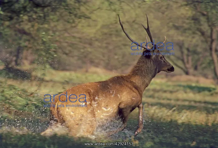 : Sambar Stag - running through the wetland : Sambar Stag - running through the wetland