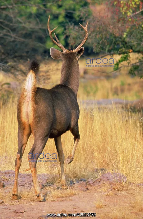 : SAMBAR - Stag signalling danger with foot stamp : SAMBAR - Stag signalling danger with foot stamp