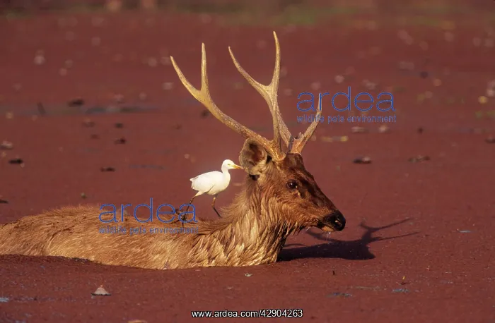 : Sambar Stag - in water with Cattle egret (Bubulcus : Sambar Stag - in water with Cattle egret (Bubulcus