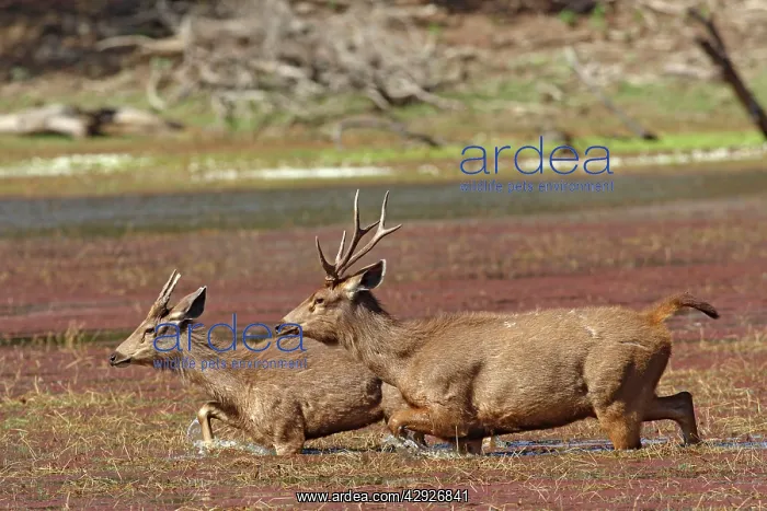 : Sambar Stags - walking through water : Sambar Stags - walking through water