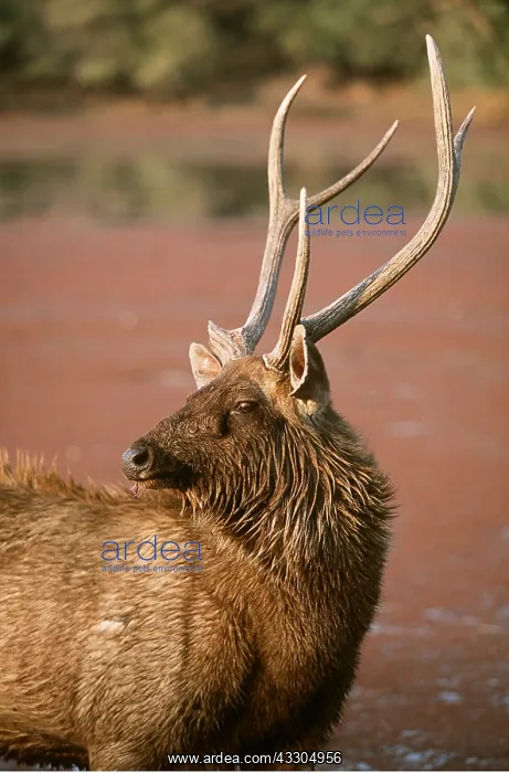 : SAMBAR - standing in water : SAMBAR - standing in water