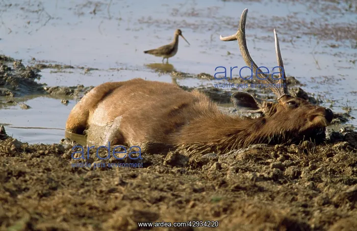 : Sambar - wallowing : Sambar - wallowing