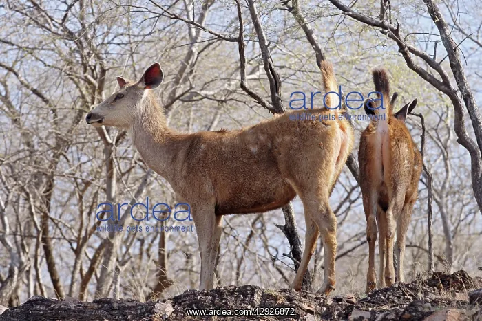 : Sambars - alert on hilltop : Sambars - alert on hilltop