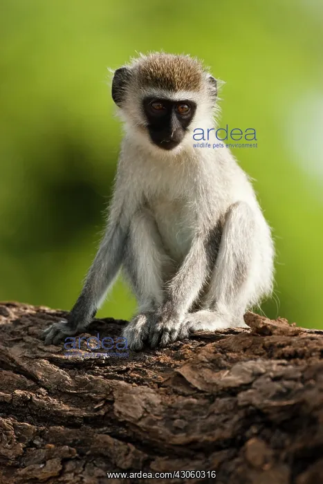 : Samburu Game Reserve, Kenya, Vervet Monkey : Samburu Game Reserve, Kenya, Vervet Monkey