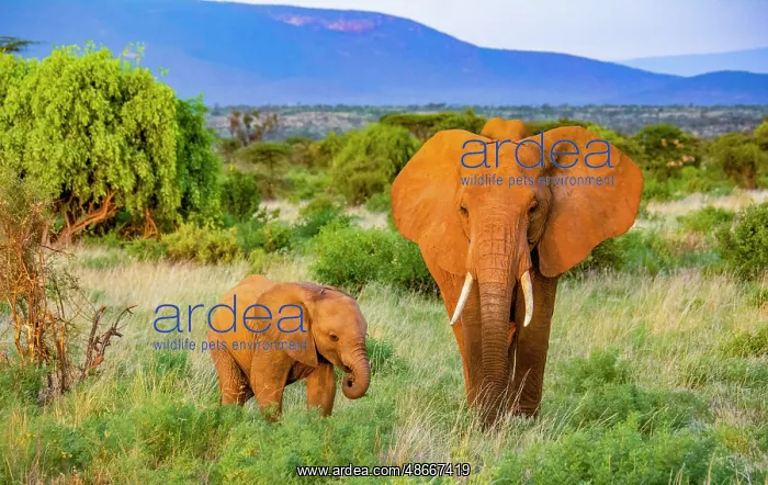 : Samburu National Reserve, Kenya, Africa. Portrait of mother : Samburu National Reserve, Kenya, Africa. Portrait of mother