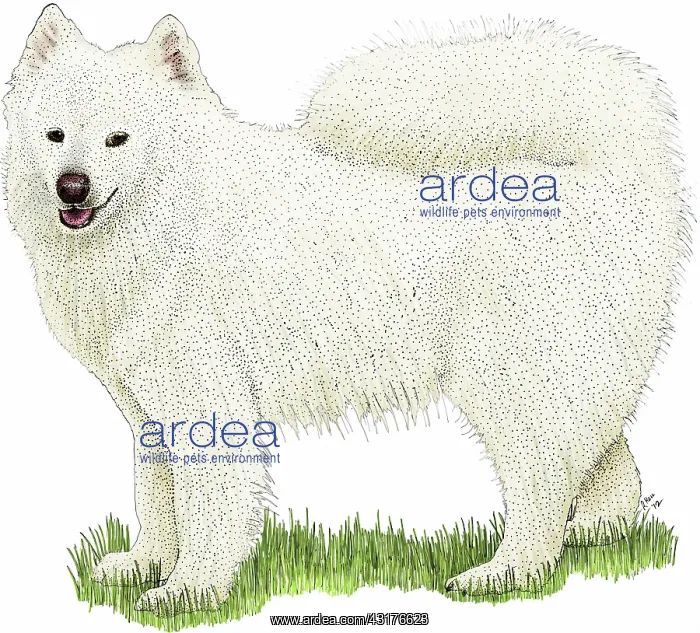 : Samoyed, a dog breed originating in Siberia and bred for herding and sledding : Samoyed, a dog breed originating in Siberia and bred for herding and sledding