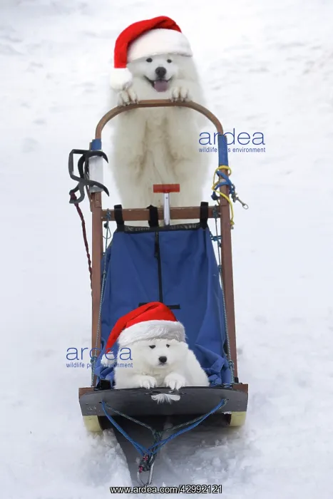 : Samoyed, adult pushing puppy in sledge with Christmas hats : Samoyed, adult pushing puppy in sledge with Christmas hats