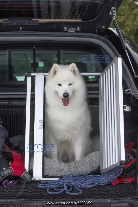 : Samoyed dog in car cage : Samoyed dog in car cage
