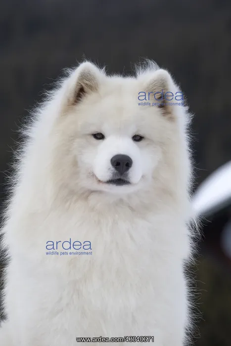  : Samoyed dog portrait