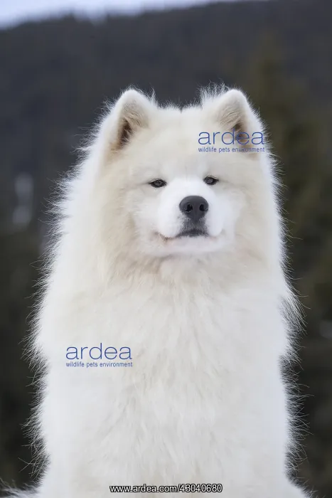  : Samoyed dog portrait