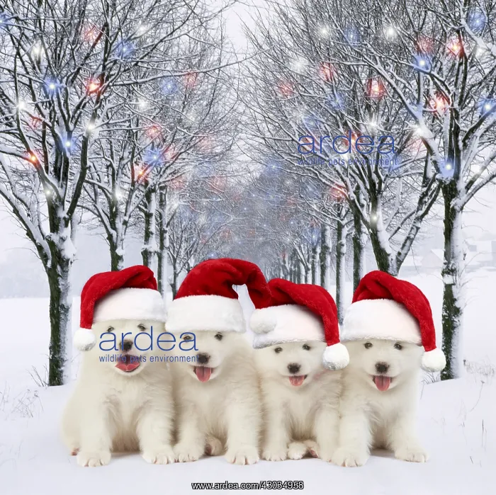  : Samoyed Dog, puppies wearing Christmas hats in