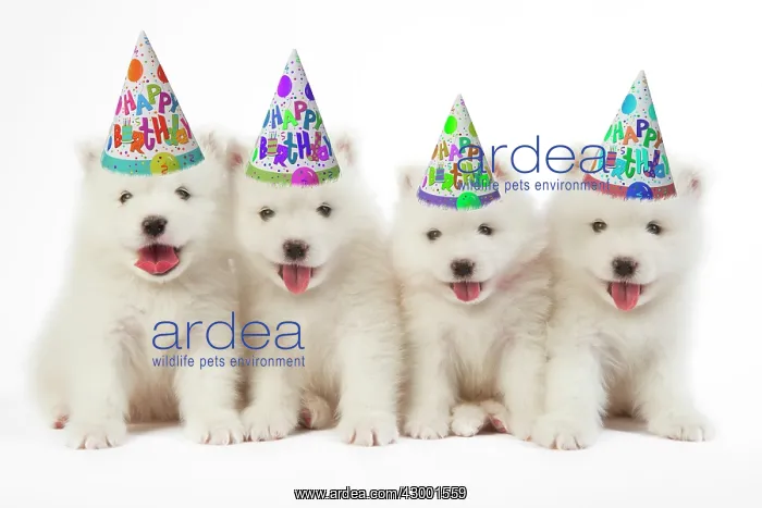 : Samoyed Dog, puppies wearing Happy Birthday party hats : Samoyed Dog, puppies wearing Happy Birthday party hats