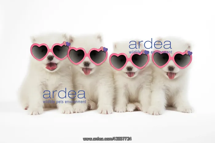 : Samoyed Dog, puppies wearing heart-shaped sunglasses : Samoyed Dog, puppies wearing heart-shaped sunglasses
