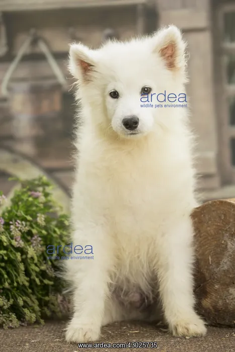  : Samoyed Dog, puppy
