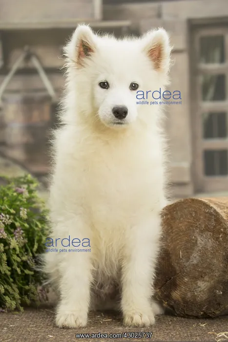  : Samoyed Dog, puppy