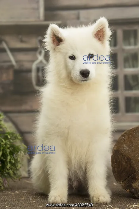  : Samoyed Dog, puppy