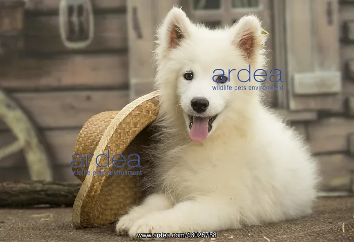 : Samoyed Dog, puppy