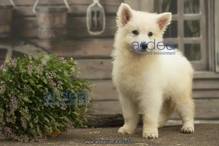  : Samoyed Dog, puppy