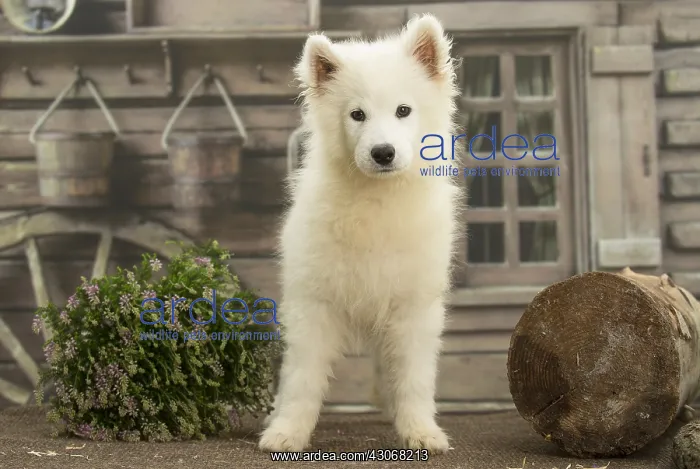  : Samoyed Dog, puppy