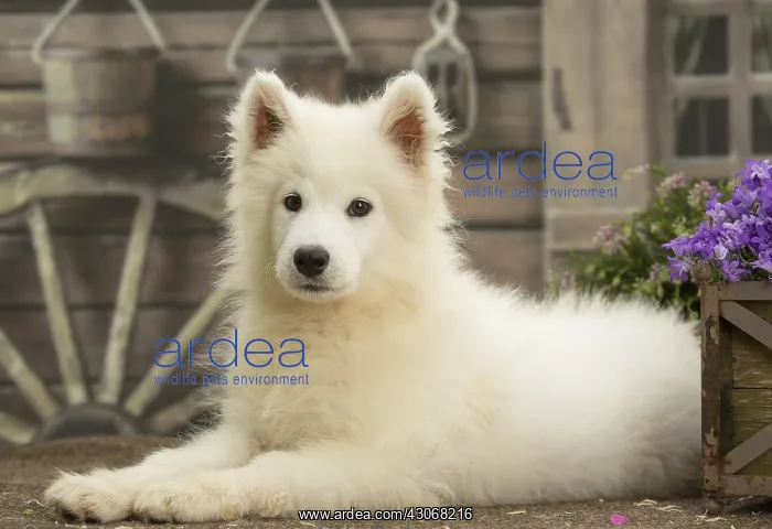  : Samoyed Dog, puppy