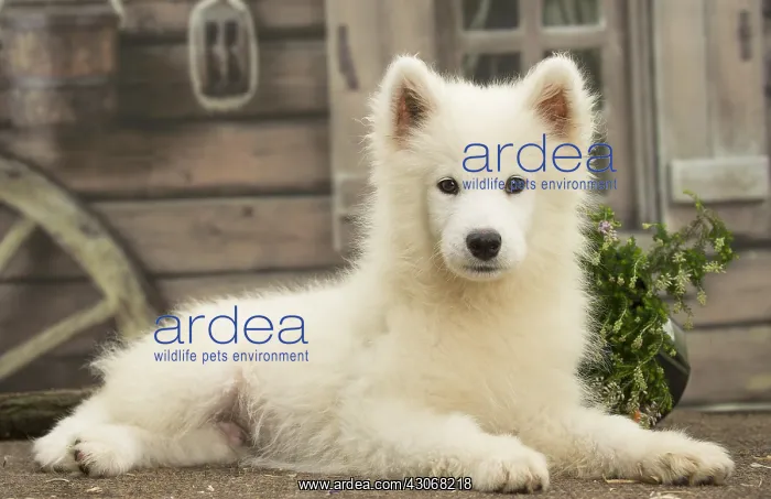  : Samoyed Dog, puppy
