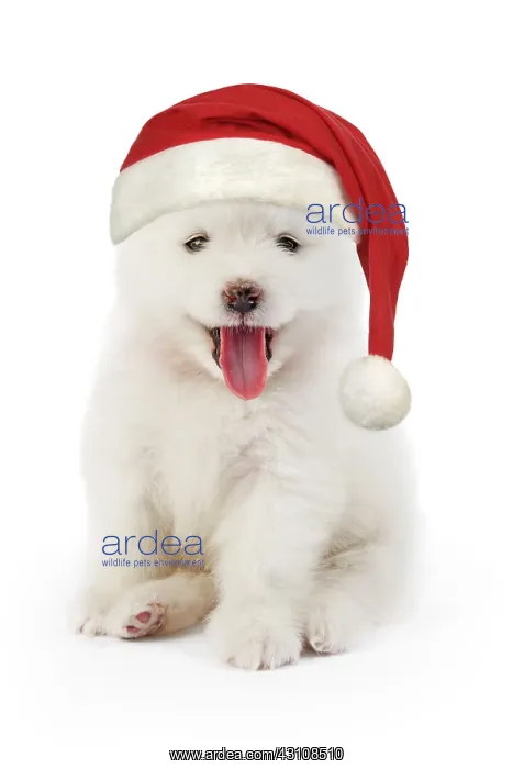 : Samoyed Dog, puppy 5 weeks old wearing Christmas hat : Samoyed Dog, puppy 5 weeks old wearing Christmas hat