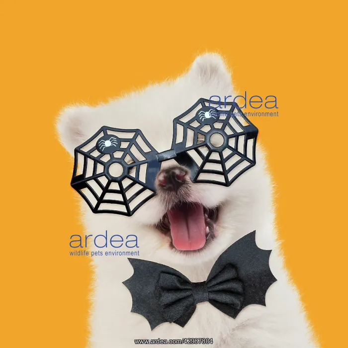 : Samoyed Dog, puppy 5 weeks old wearing Halloween : Samoyed Dog, puppy 5 weeks old wearing Halloween