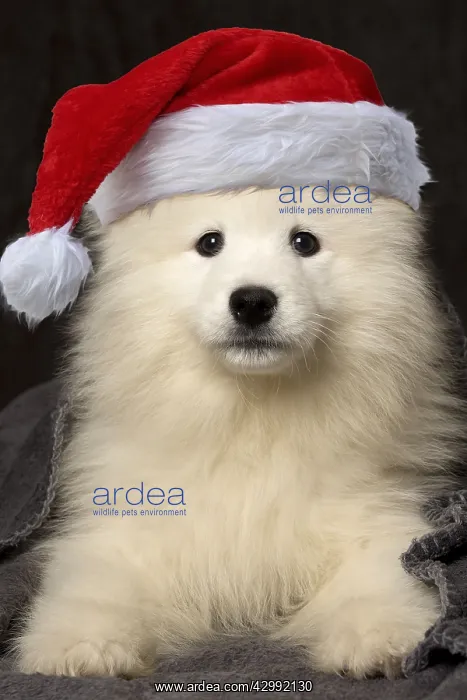 : Samoyed Dog, puppy - 8 weeks old - under blanket : Samoyed Dog, puppy - 8 weeks old - under blanket