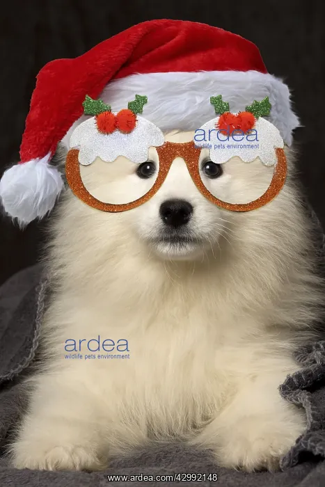 : Samoyed Dog, puppy 8 weeks old under blanket : Samoyed Dog, puppy 8 weeks old under blanket