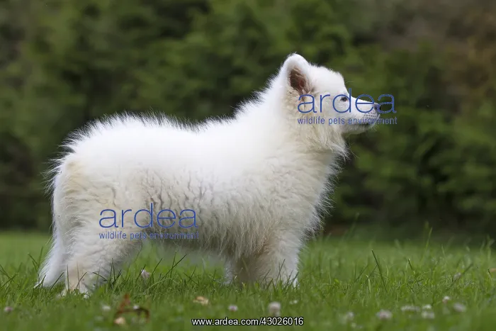  : Samoyed Dog, puppy in garden